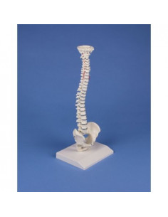 Erler Zimmer, colonne...