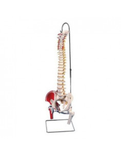 Colonne vertébrale flexible...
