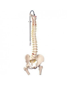 Colonne vertébrale flexible...