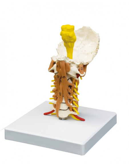 Erler Zimmer, modèle anatomique de colonne vertébrale cervicale avec musculature du cou sur socle 4034
