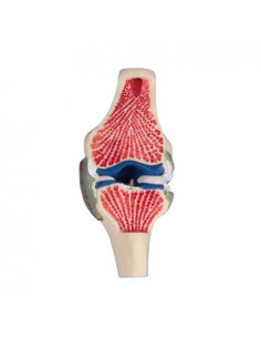 Erler Zimmer, Section...