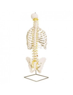 Colonne vertébrale flexible...