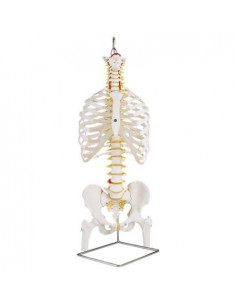 Colonne vertébrale flexible...