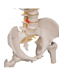 Colonne vertébrale flexible... 2
