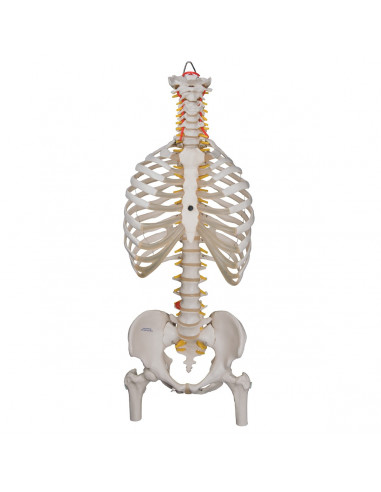 Colonne vertébrale flexible classique...