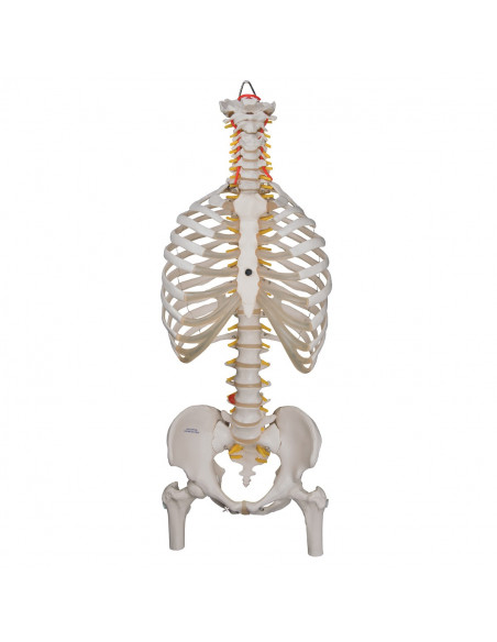 Colonne vertébrale flexible classique 3B Scientific, cage thoracique et troncs du fémur A56/2