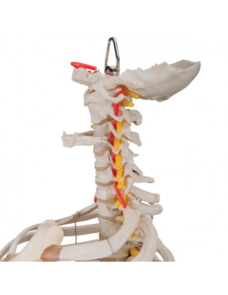 Colonne vertébrale flexible classique 3B Scientific, cage thoracique et troncs du fémur A56/2