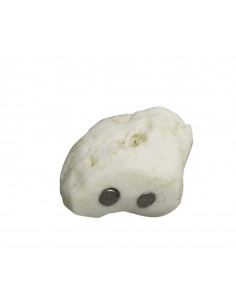 Squelette du pied à...