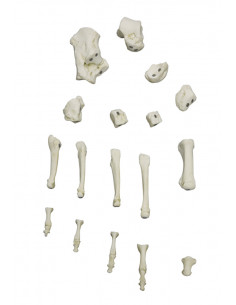 Squelette du pied à... 2