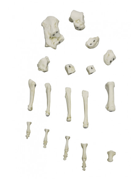 Squelette du pied à fixation magnétique Erler Zimmer 6009