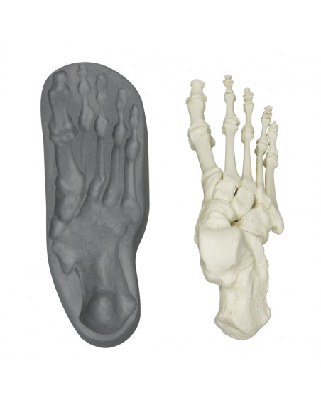 Squelette du pied à fixation magnétique Erler Zimmer 6009
