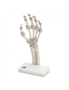 Modèle de squelette de la...