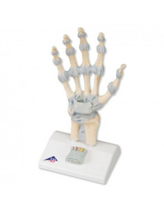 Modèle de squelette de la...