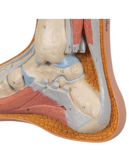 3B scientific, modèle anatomique de pied normal M30