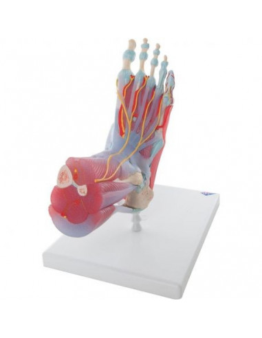 Modèle du squelette du pied avec ligaments et muscles 3B Scientific M34/1