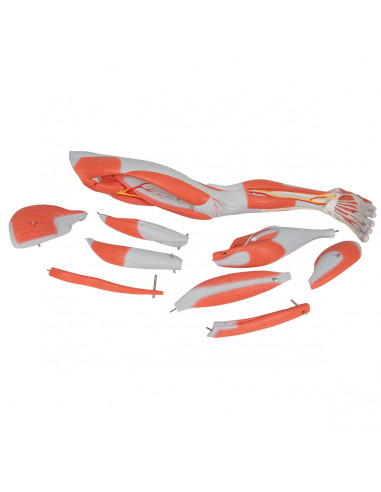 3B Scientific, Jambe avec muscles, en...