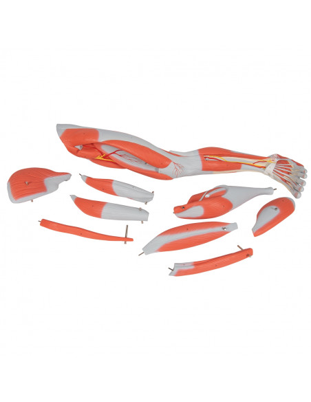 3B Scientific, Jambe avec muscles, en 9 parties M20