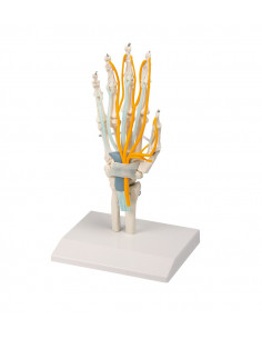 Squelette de la main avec... 2