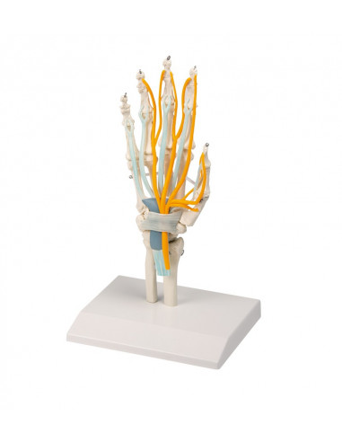 Squelette de la main avec tendons,...