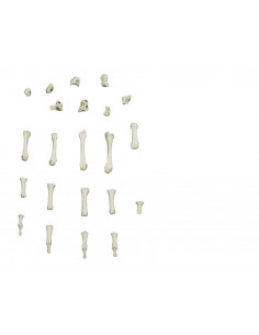 Squelette de la main à... 2