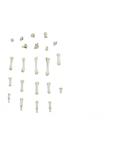 Squelette de la main à fixation...