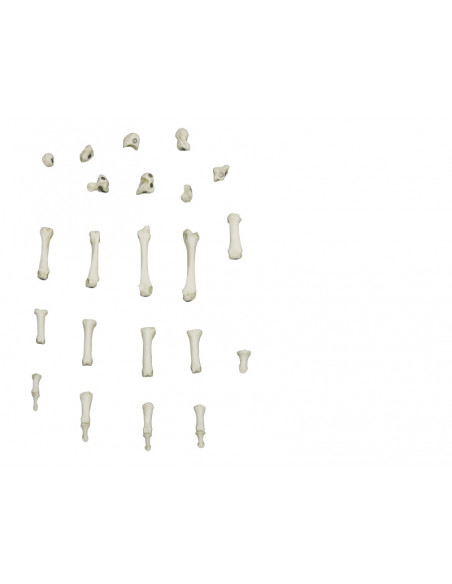 Squelette de la main à fixation magnétique Erler Zimmer 6005