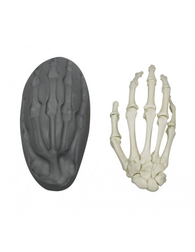 Squelette de la main à fixation...