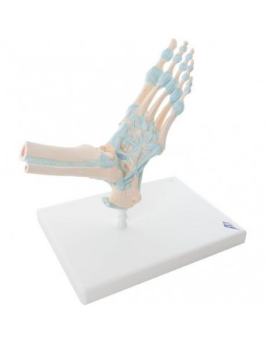 3B Scientific, modèle de squelette du pied, avec ligaments M34