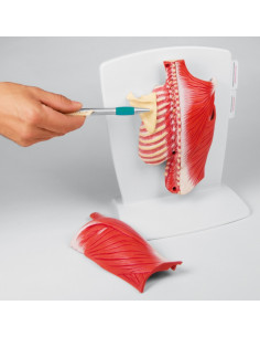 Erler Zimmer, muscles du... 2