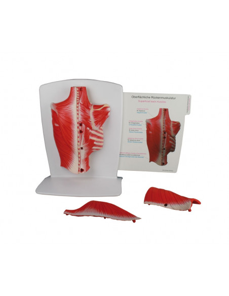 Erler Zimmer, muscles du dos, en 4 parties M290