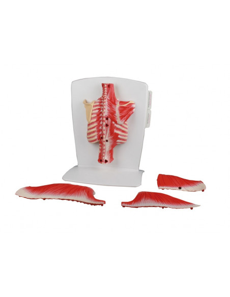 Erler Zimmer, muscles du dos, en 4 parties M290