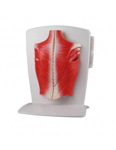 Erler Zimmer, muscles du dos, en 4...