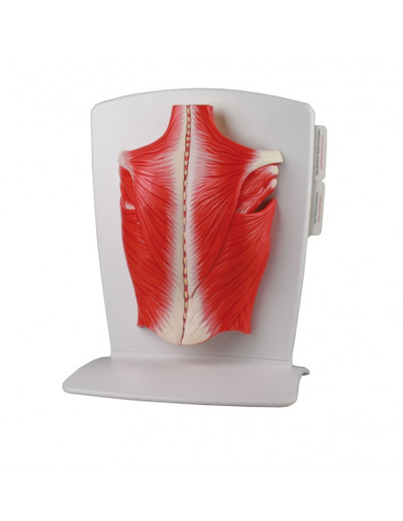 Erler Zimmer, muscles du dos, en 4 parties M290