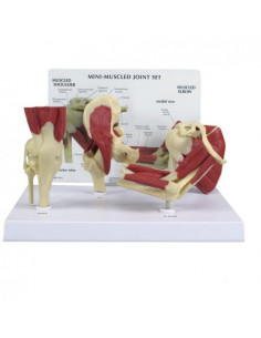 Set de mini articulations...