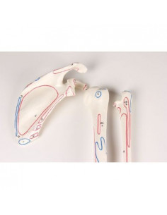 Erler Zimmer, Squelette...