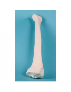 Erler Zimmer, modèle...