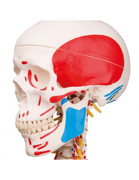 Modèle de Squelette humain Sam avec ligaments articulaires et insertions musculaires 3B Scientific A13