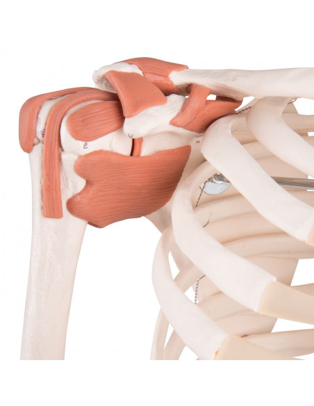 Modèle de Squelette humain Sam avec ligaments articulaires et insertions musculaires 3B Scientific A13