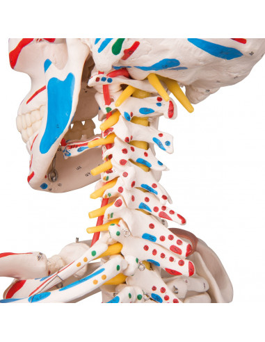 Modèle de Squelette humain Sam avec...