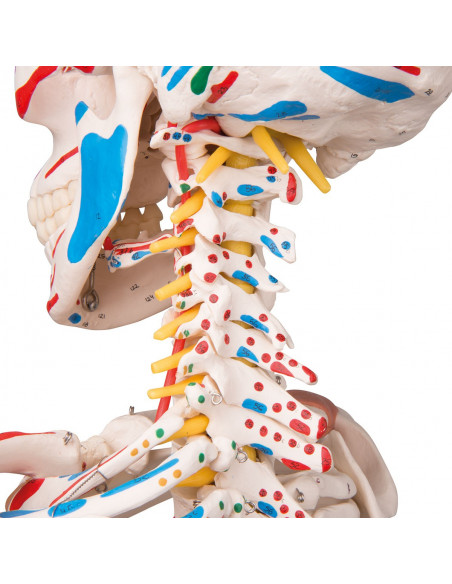 Modèle de Squelette humain Sam avec ligaments articulaires et insertions musculaires 3B Scientific A13
