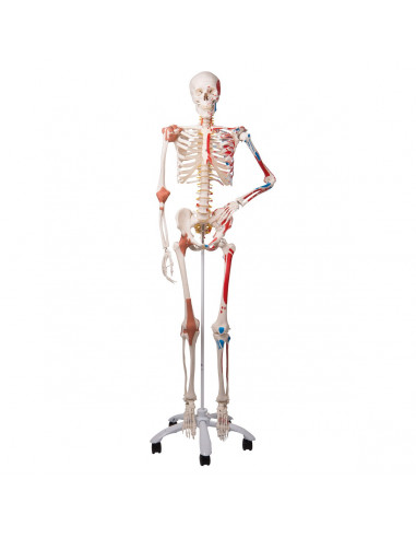 Modèle de Squelette humain Sam avec...