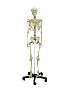 Erler Zimmer, squelette...