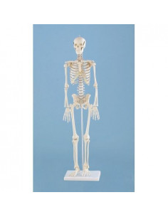 Erler Zimmer, Modèle...