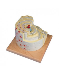 Erler Zimmer, modèle...