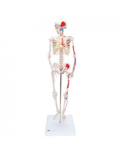 Squelette 3B Scientific...