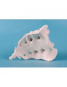 Erler Zimmer, modèle...