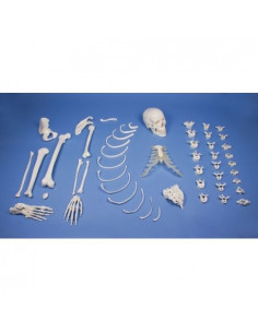 Erler Zimmer, modèle...