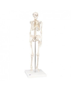 Squelette 3B Scientific...