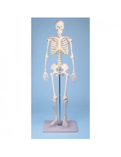 Erler Zimmer, modèle de...