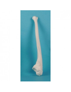 Erler Zimmer, modèle...